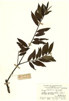 藏品(阿里山銳葉柃木)的圖片